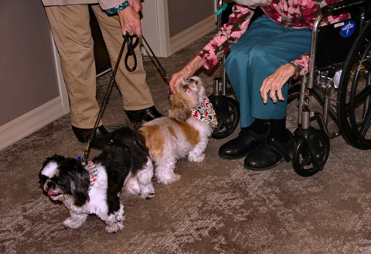 Therapy Dog Programs in nursing homes