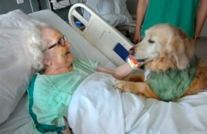 Instant friendship therapy dog